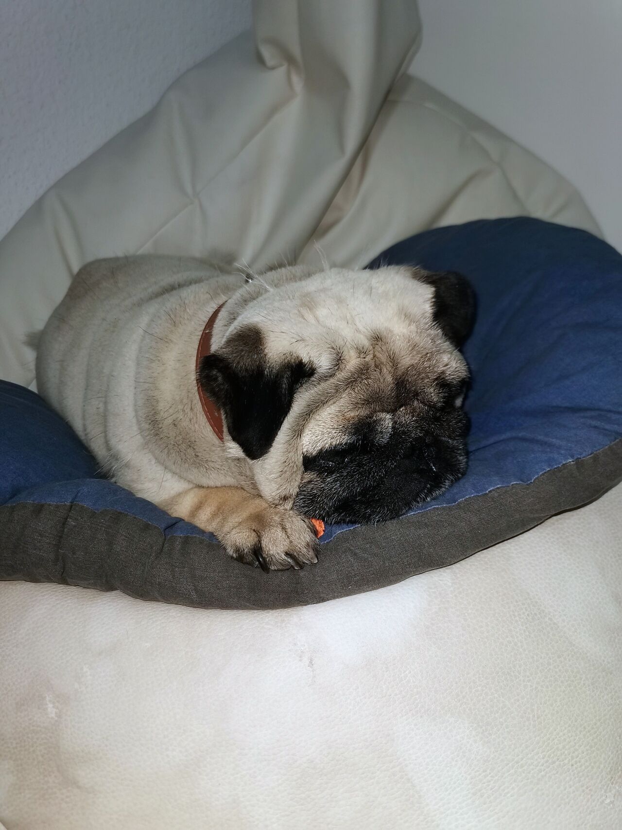 🤫Zhora duerme😴