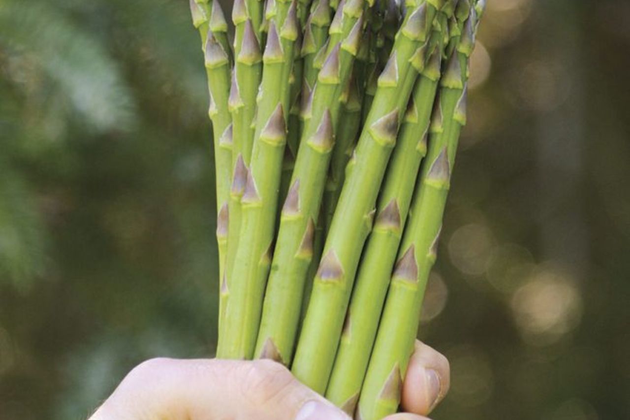 Ljekovita šparoga-Vrtna šparoga