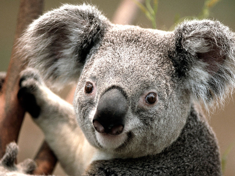 Das ist ein.....Bär