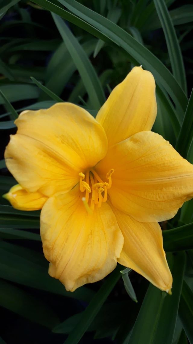 Graničica-Hemerocallis