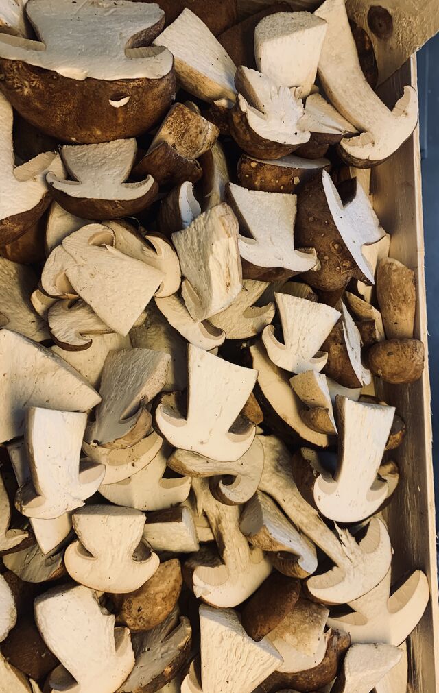 Frische Steinpilze ?