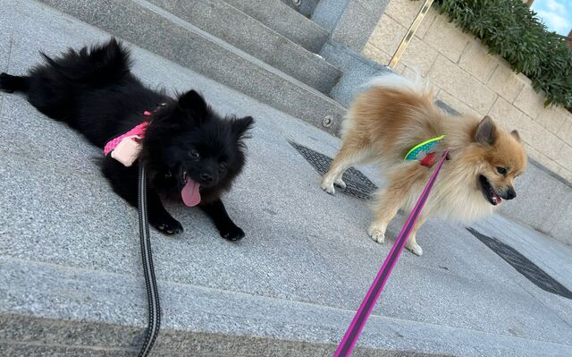 Mona y Luke 🐾🐾