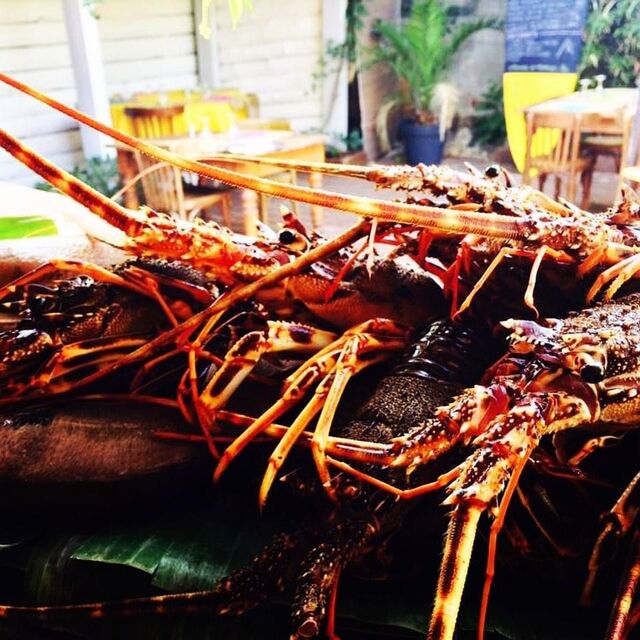 Langoustes Fraîches provenance Pêche Locale - Brusc