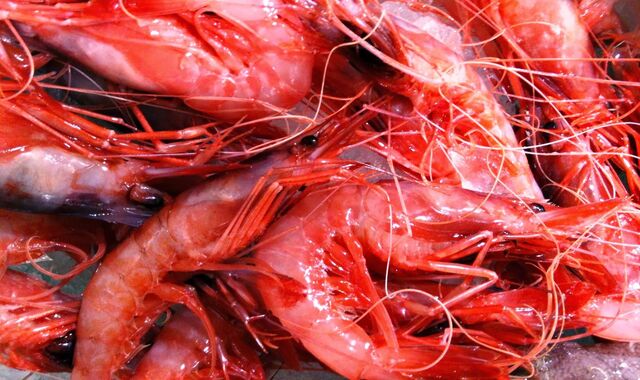 GAMBA ROJA