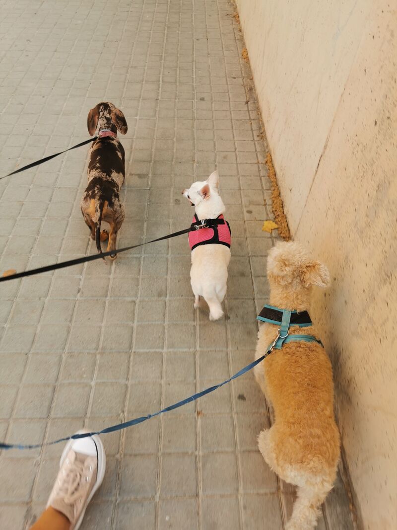🐾Freya, Gala y Lucky 🐾
