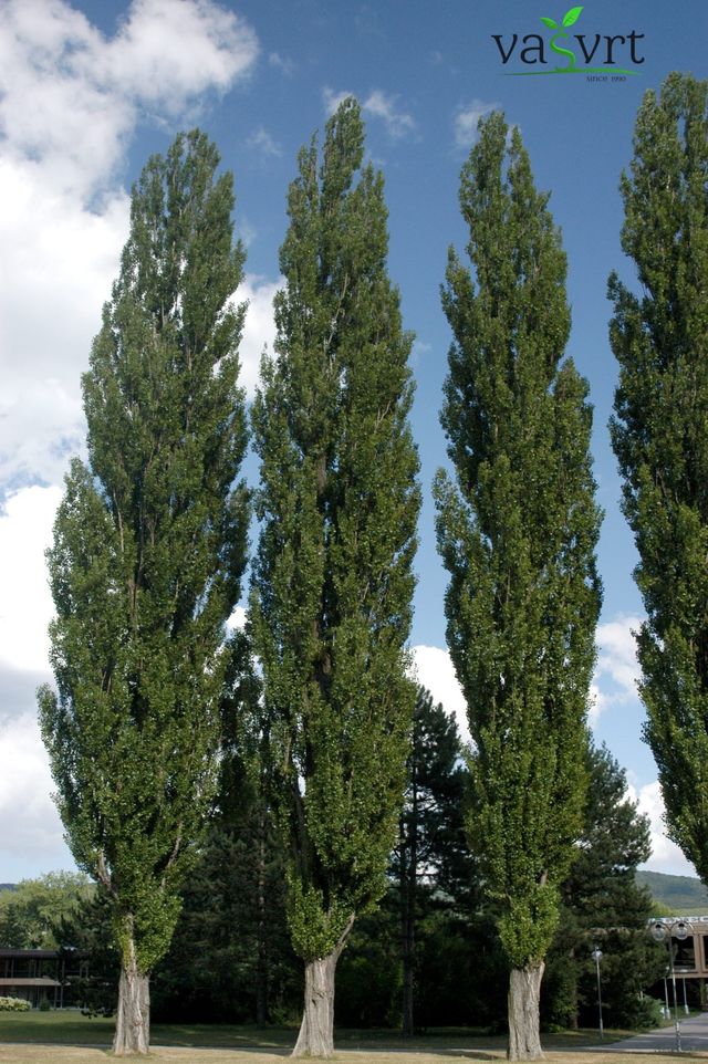 POPULUS NIGRA – CRNA TOPOLA