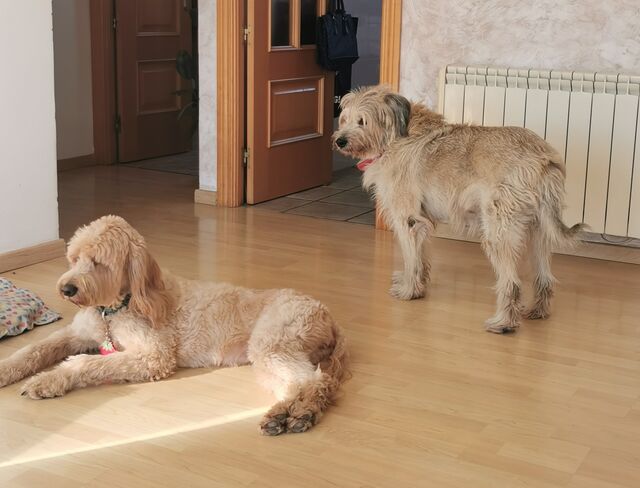 Sabie 🐾 Panchito 🐾