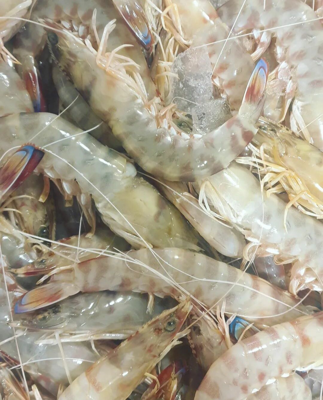 LANGOSTINOS DE GUARDAMAR