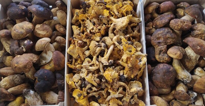 Funghi Porcini e Funghi Galletti
