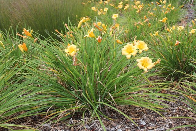 Graničica-Hemerocallis