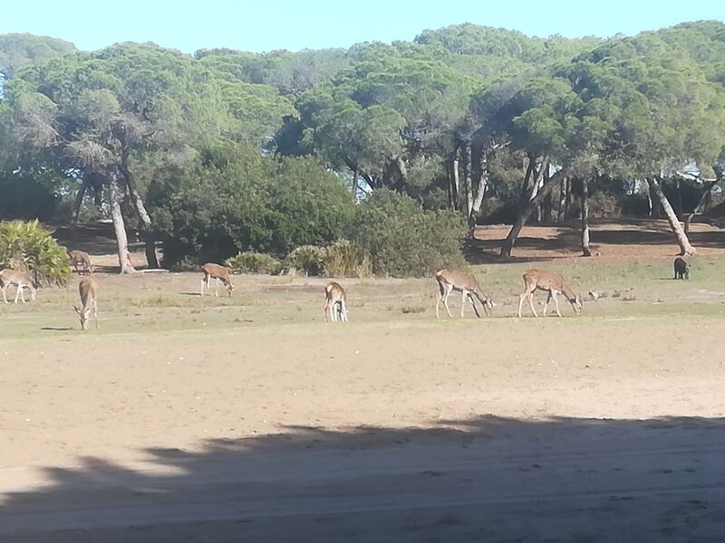 Playa de Doñana 
