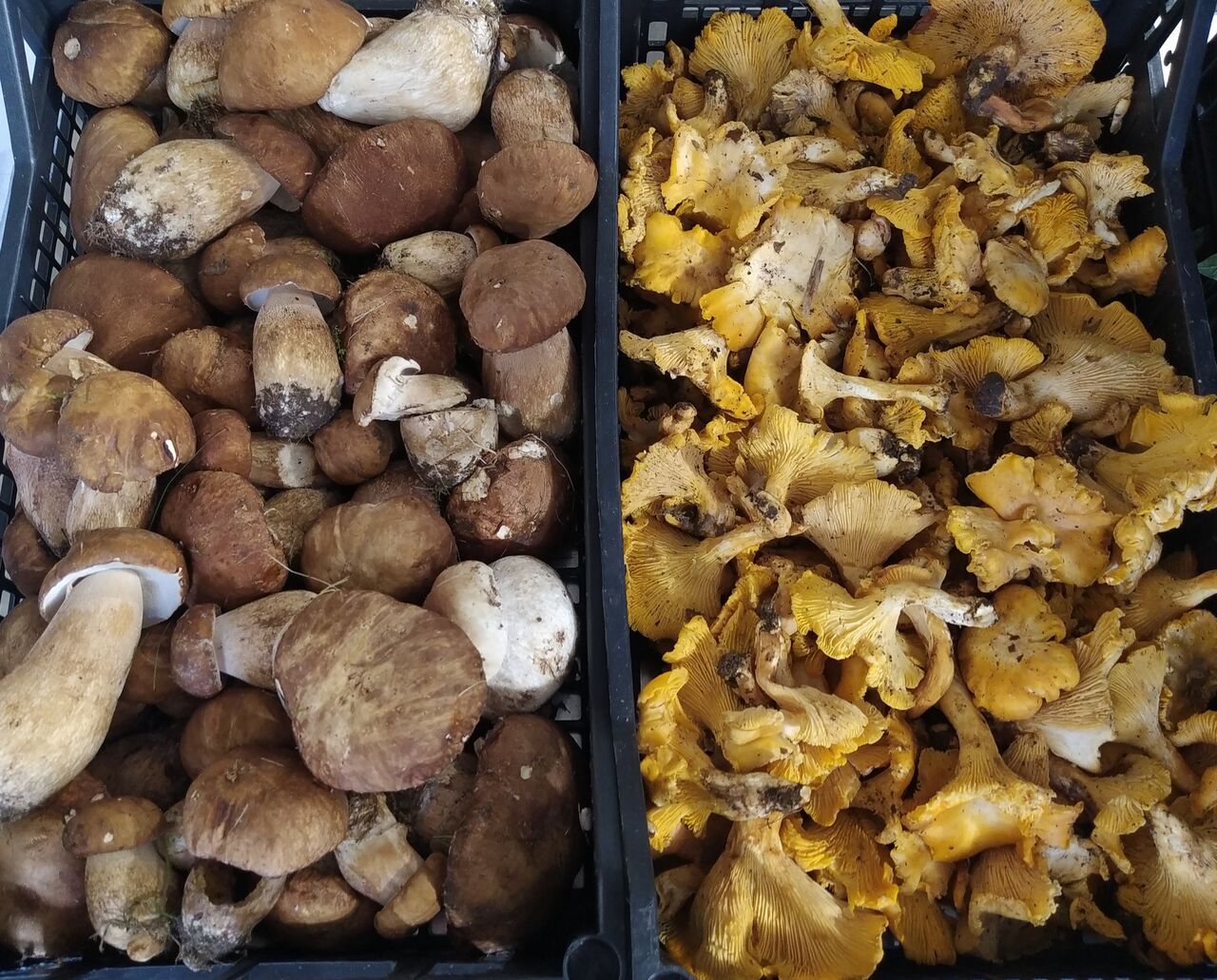 Funghi Porcini & Funghi Galletti Nazionali