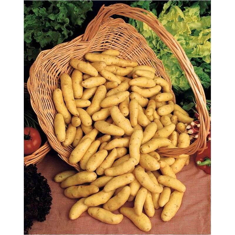 Pommes de terre ratte tourbe - 3,75€/kg