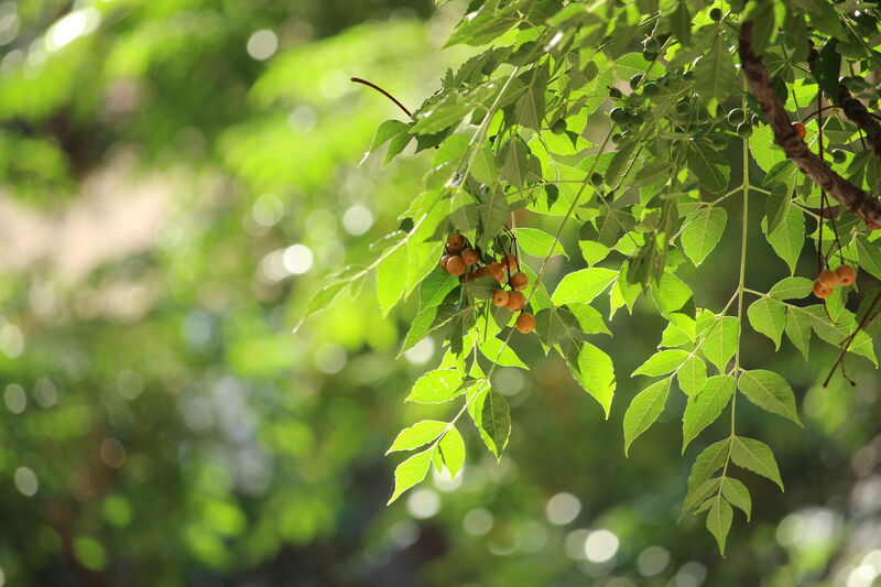 La Place Dame Sibille un écrin de Verdure en Centre ville