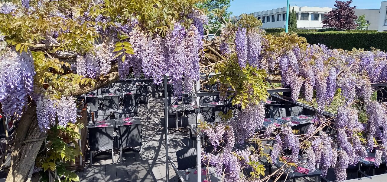 La glycine de la famille des Faboideae