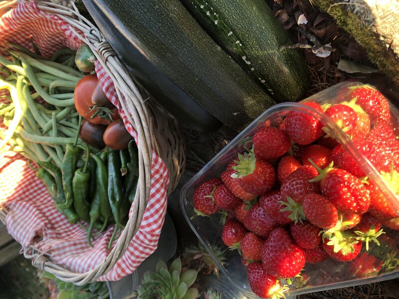 Fruits et légumes de notre cueillette