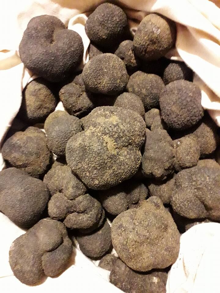 Truffes Fraîches