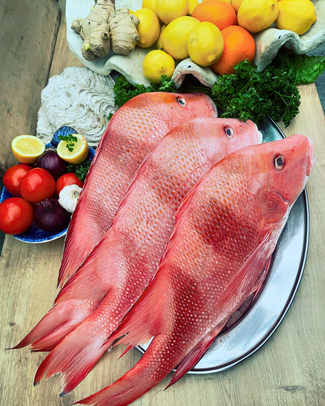 Red snapper