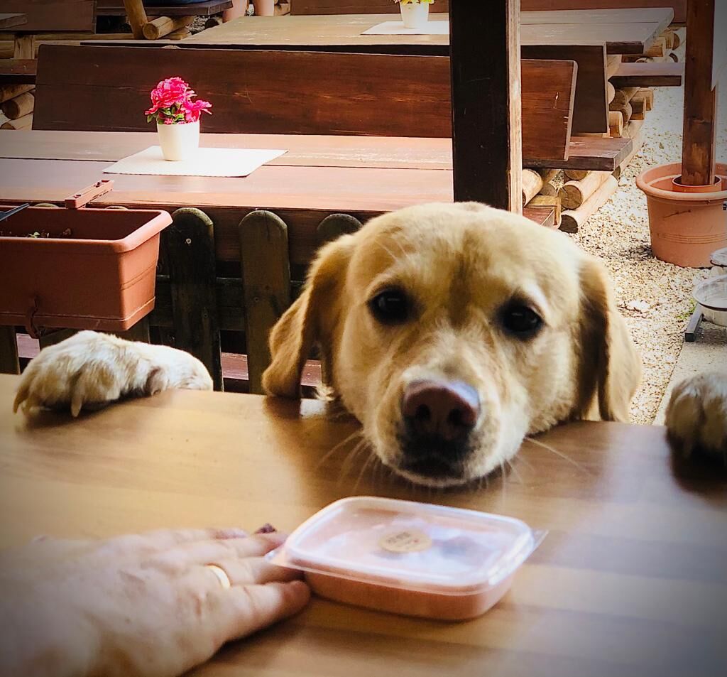 Mira ist vernarrt in unser Hundeeis