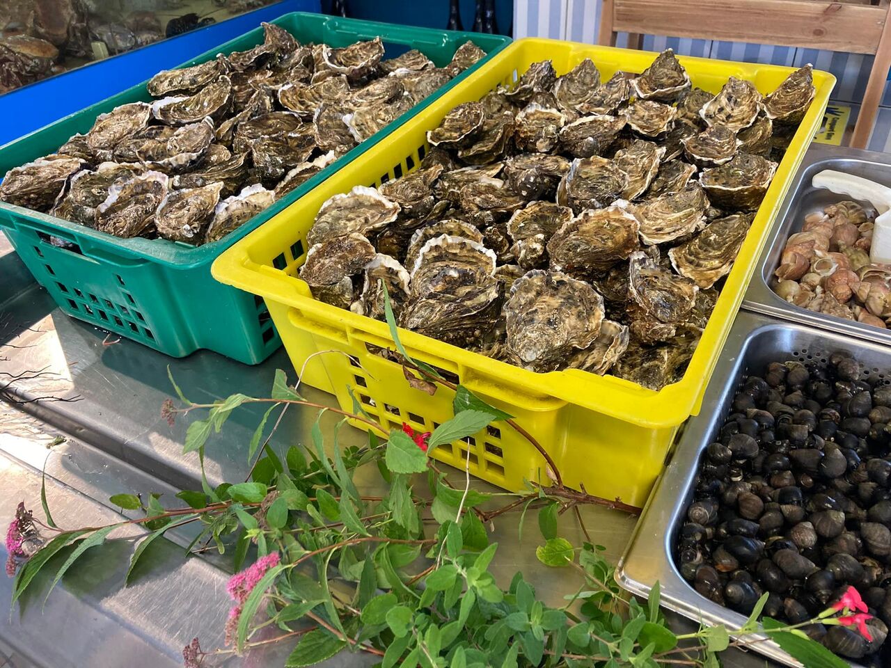 Vente d'huîtres creuses N°3 et N°2.
En saison estivale, nous proposons des huîtres non laiteuses.