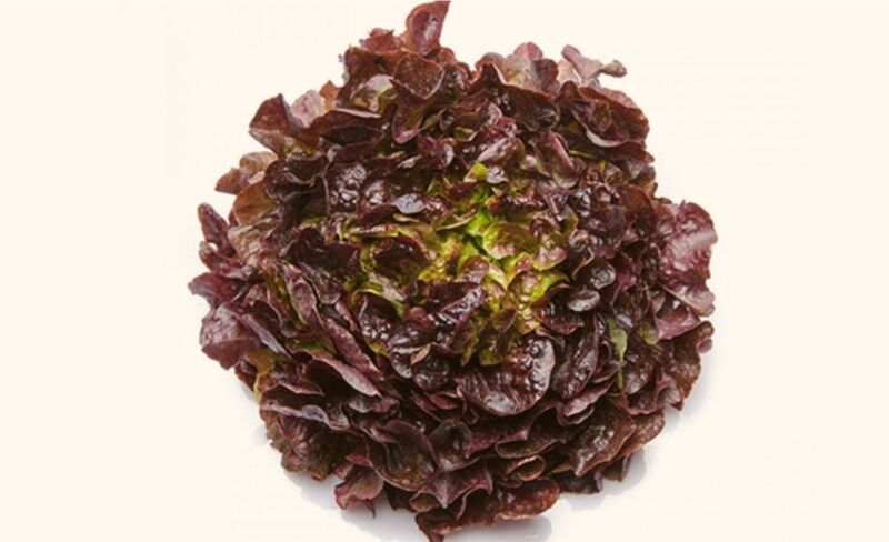 Salade feuille de chêne rouge d'Alsace - 0,87€
