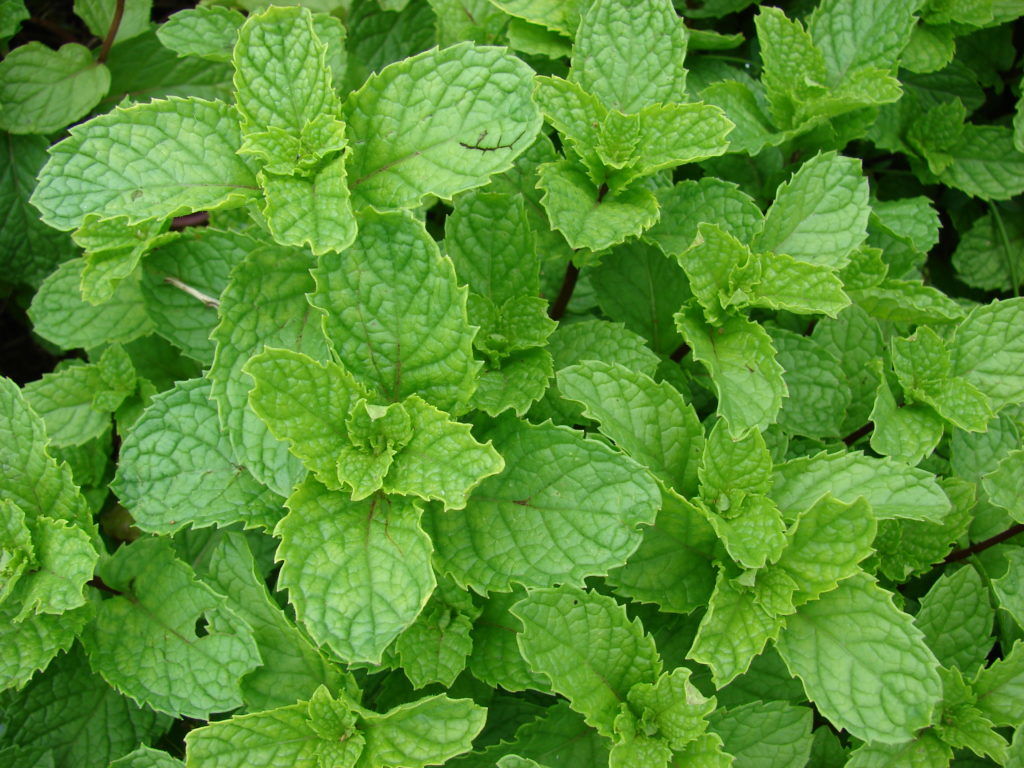Metvica
Sinonim: Menta, Nana | Engleski naziv: Mentha | Latinski naziv: Mentha sp.