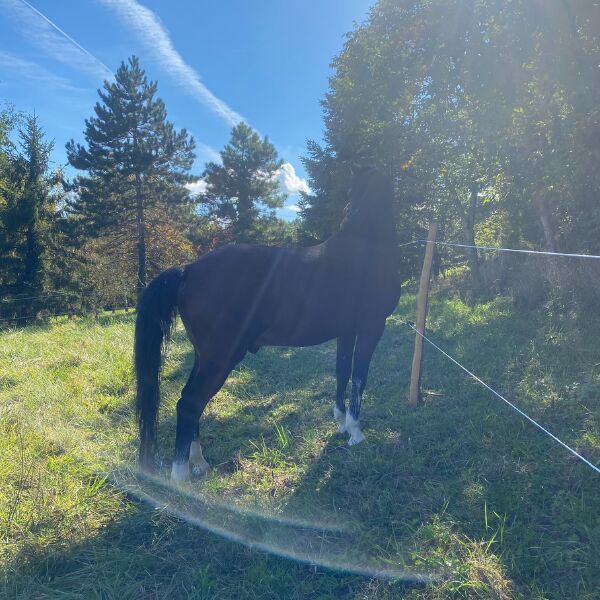 Nos Chevaux