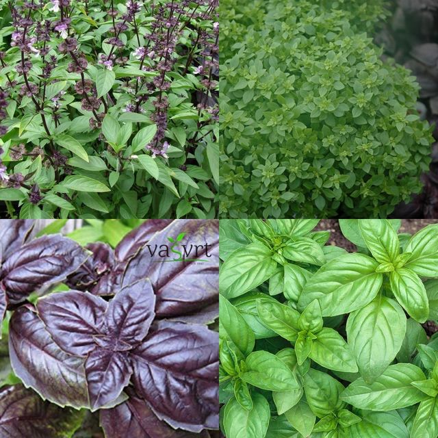 Bosiljak (Ocimum basilicum, bosilje)
Kraljevska biljka puno je više od običnog začina!