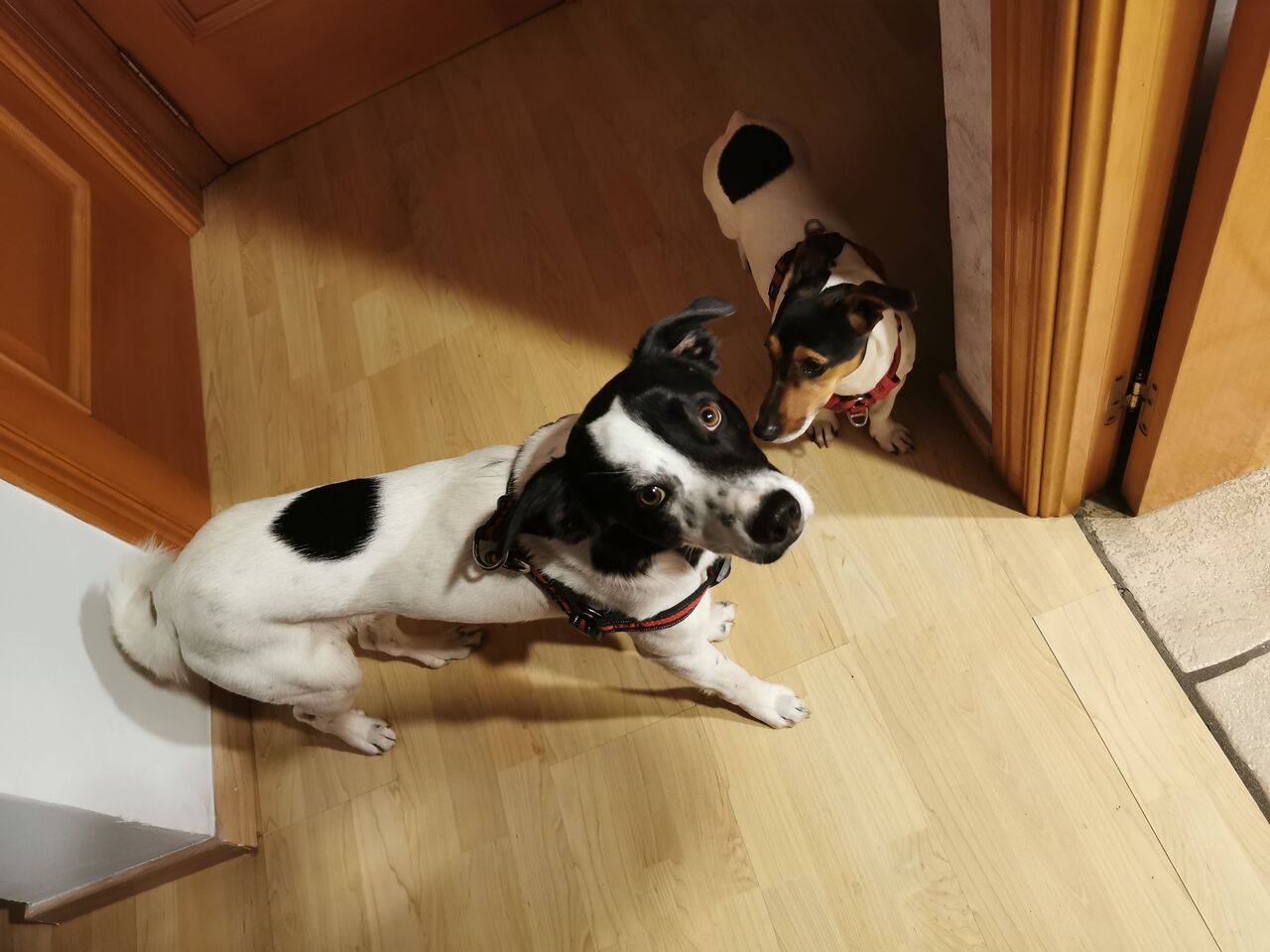 Nosotr@s somos Eidy y Pitilo 🤗