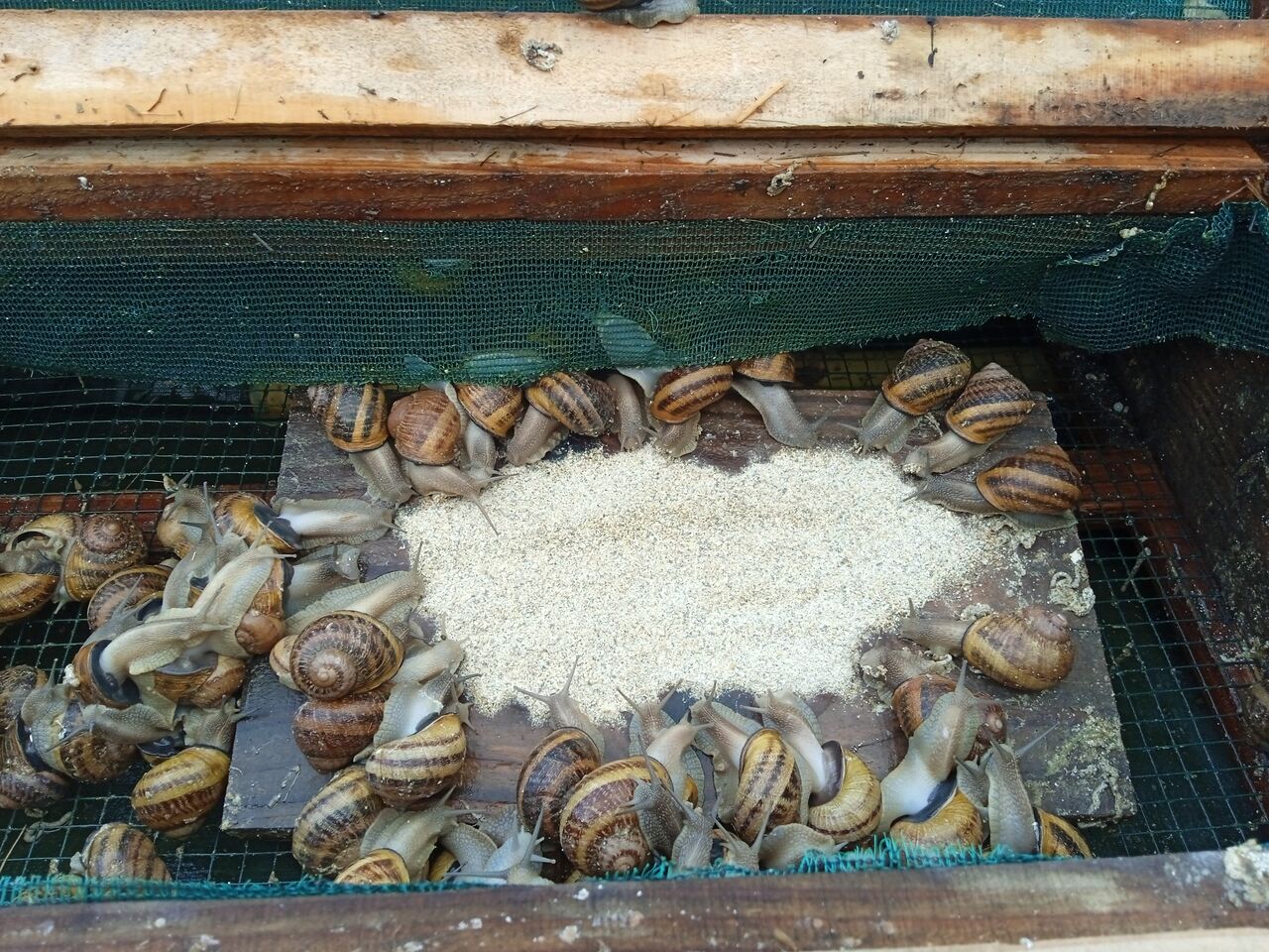 Les reproducteurs et leurs petits se nourrissent sans être dérangé par les limaces et autres nuisibles