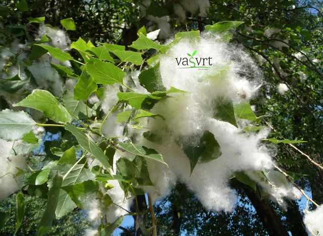 POPULUS NIGRA – CRNA TOPOLA