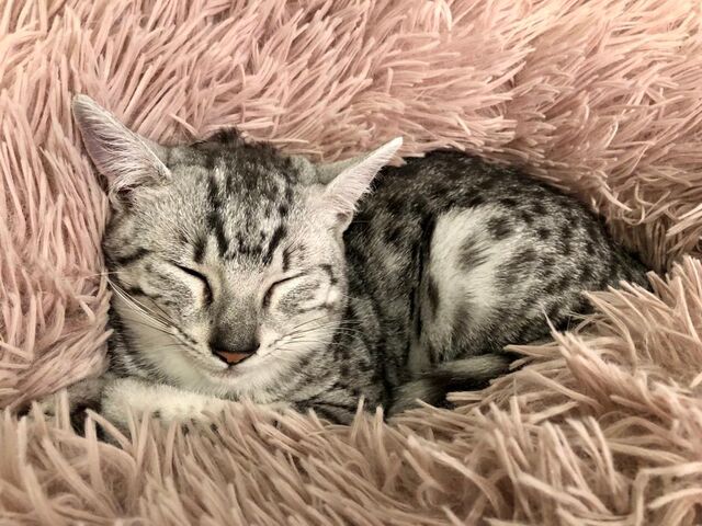 Douce sieste pour Maurice