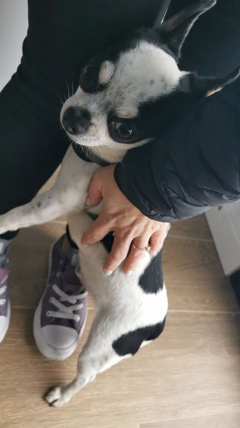 El consentido de Boo💜