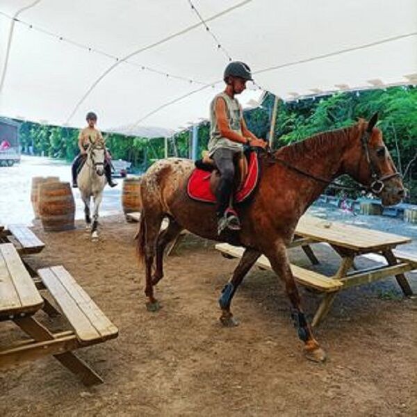 Animaux domestiques acceptés