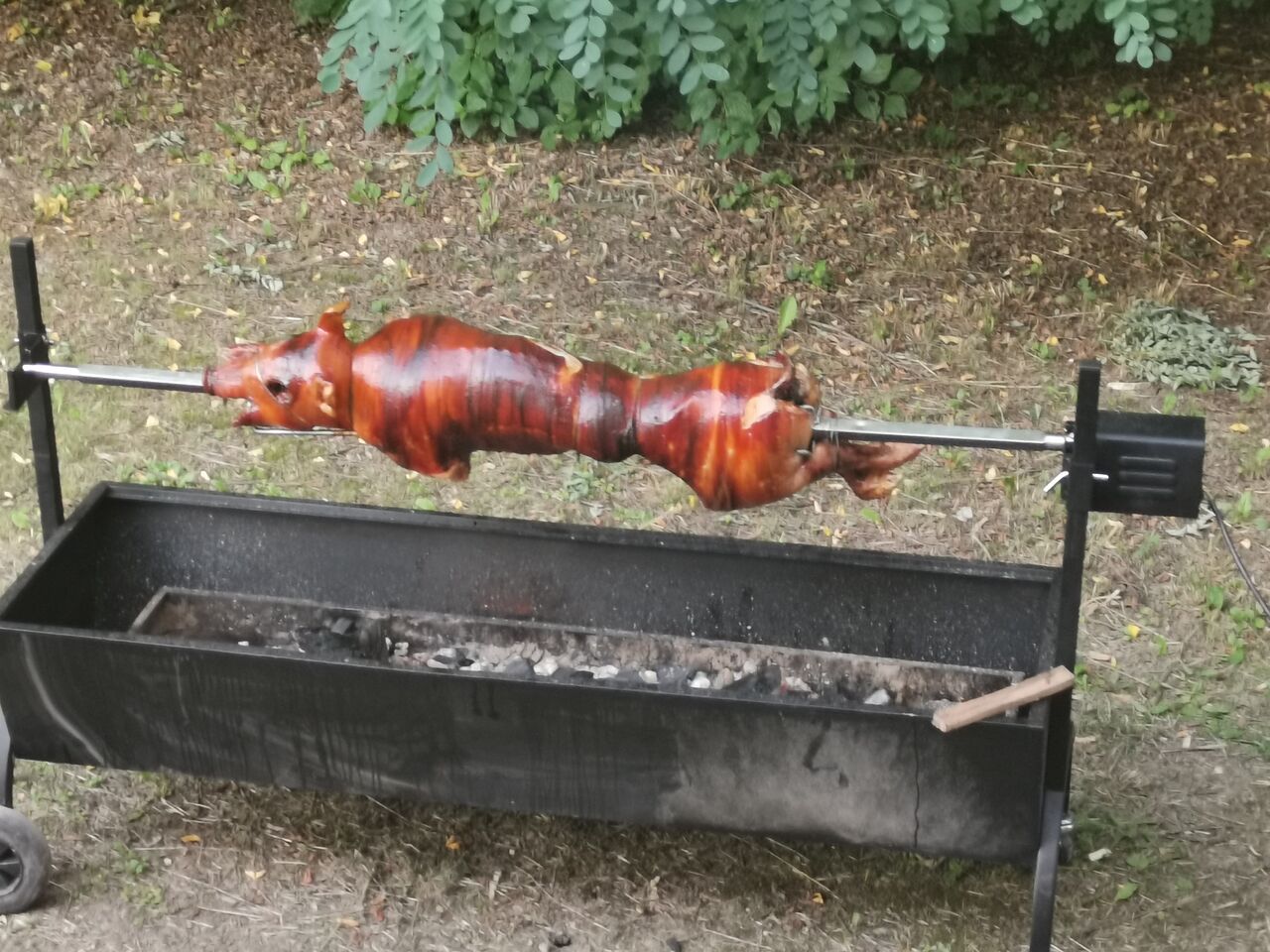 Party-t adtunk Tapolcán III. és malacot is sütöttünk faszénparázs felett!