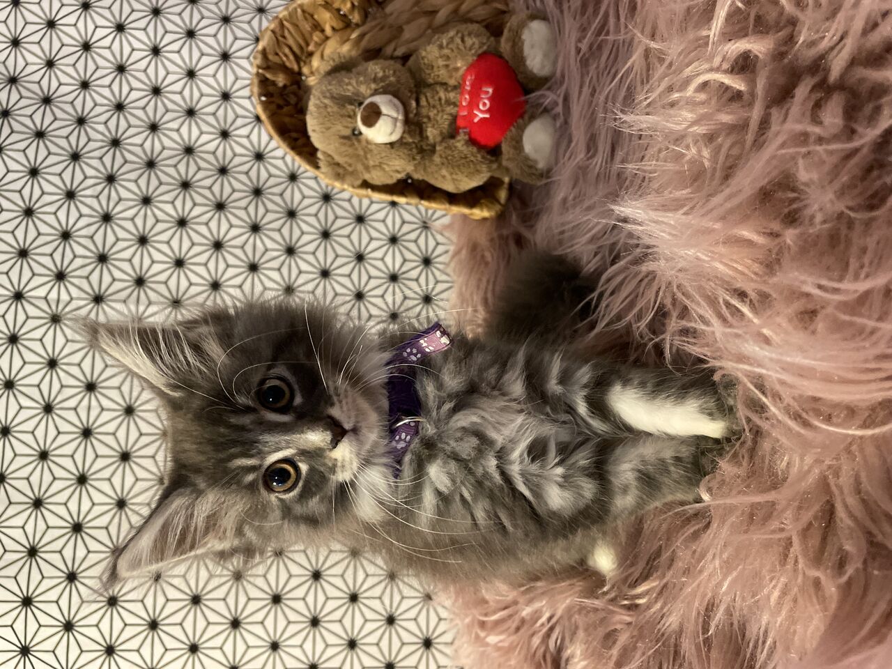 Petite femelle