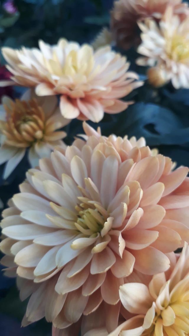 Krizantema-Chrysanthemum