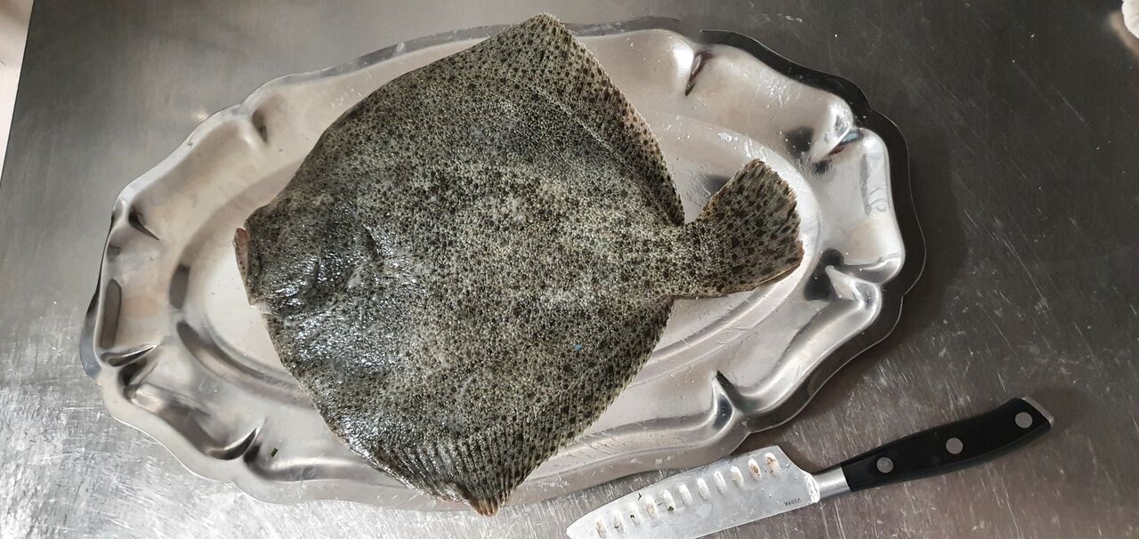 Turbot de méditerranée entier