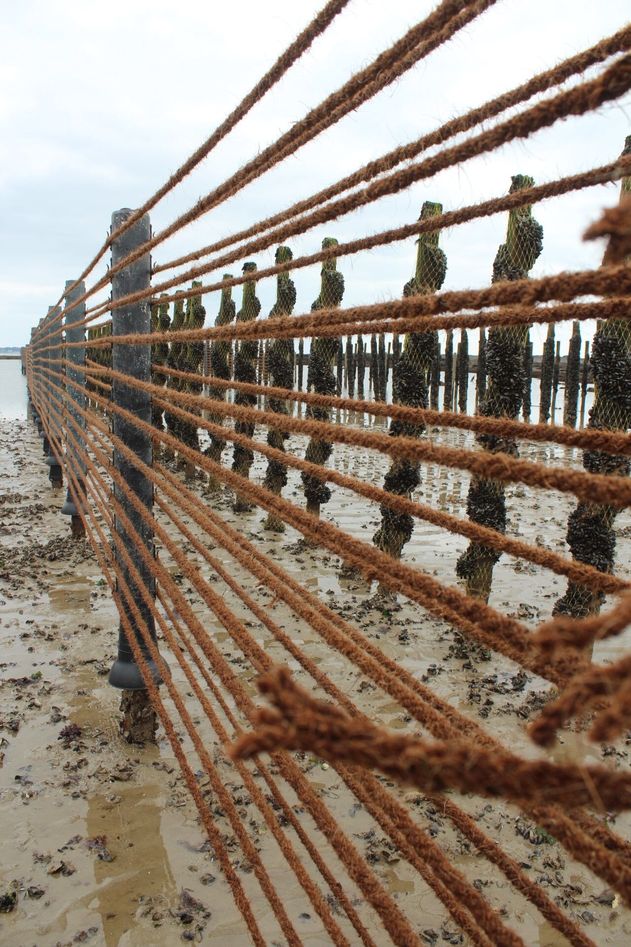 Pose de cordes en coco biodégradable pour le captage naturel du naissain