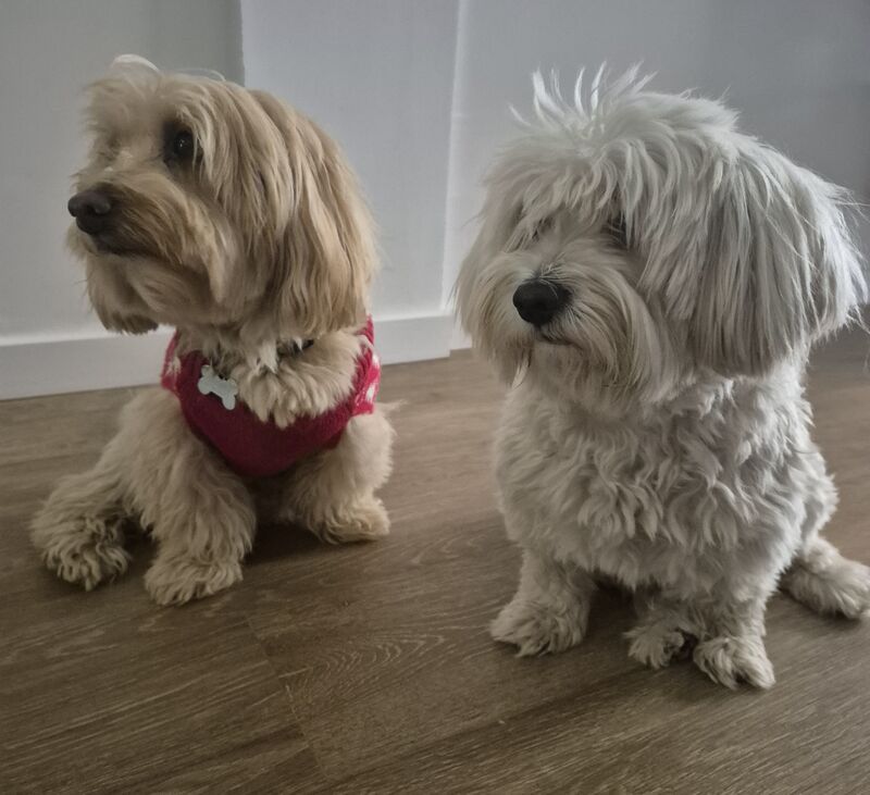 Pufy y Gypsy 🐾💙🐾