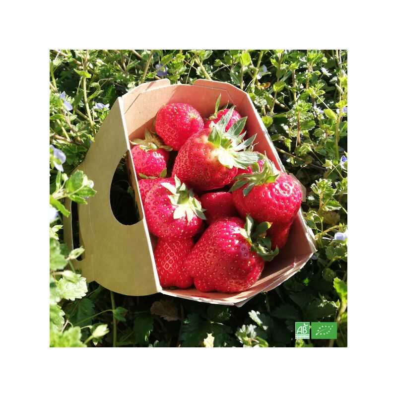 Fraises rondes d'Alsace en barquette - 500gr - 2,81€
