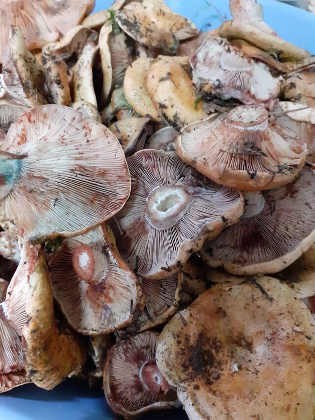 Rebollores tan deseados y apreciados.