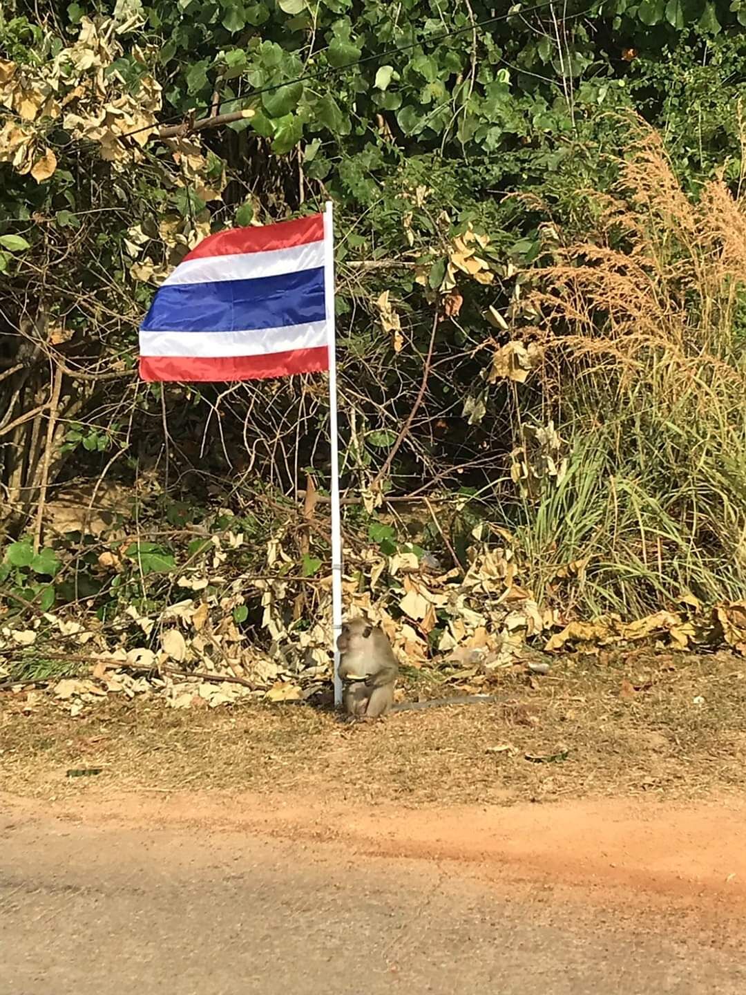 photo d'un singe et le drapeau national Thaïlandais pris sur l'ile de Koh Lanta en 2019