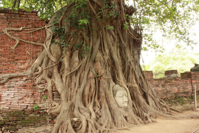 Ayutthaya
Culture asiatique ambiance zen et respect plein de facettes à découvrir en Thaïlande