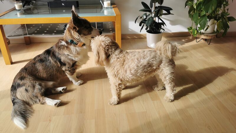 Gypsy y Magno se adoran 😘