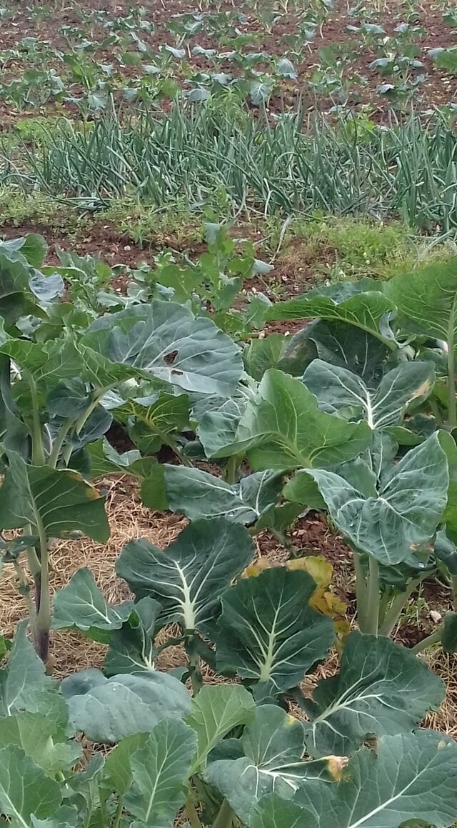 Couves, cebolas, couregette entre outros.