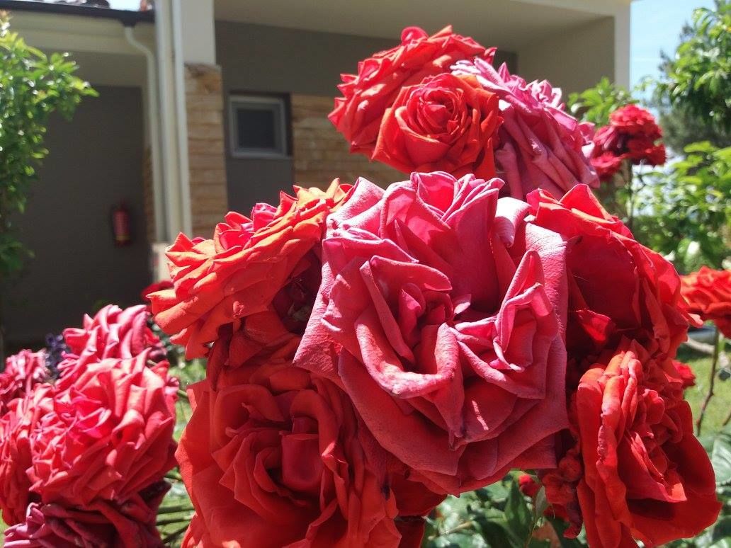 Mini Ruže
Miniature roses