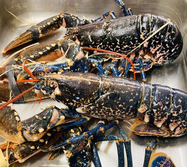 Le homard bleu, notre choix 🥰