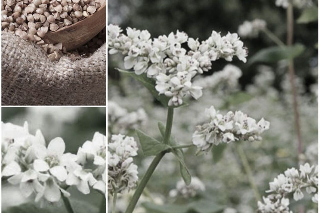 Fleurs et graines de sarrasin