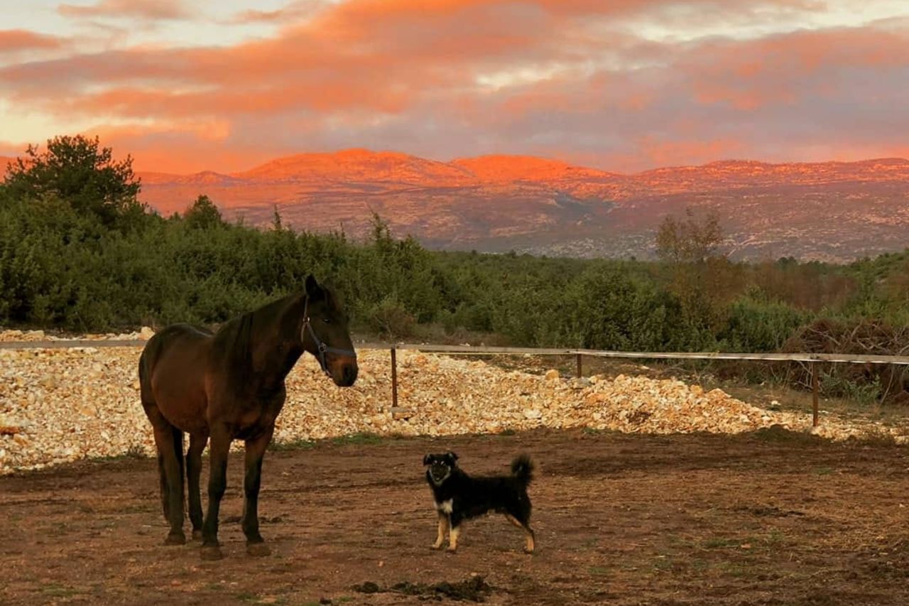Konjički klub Javor